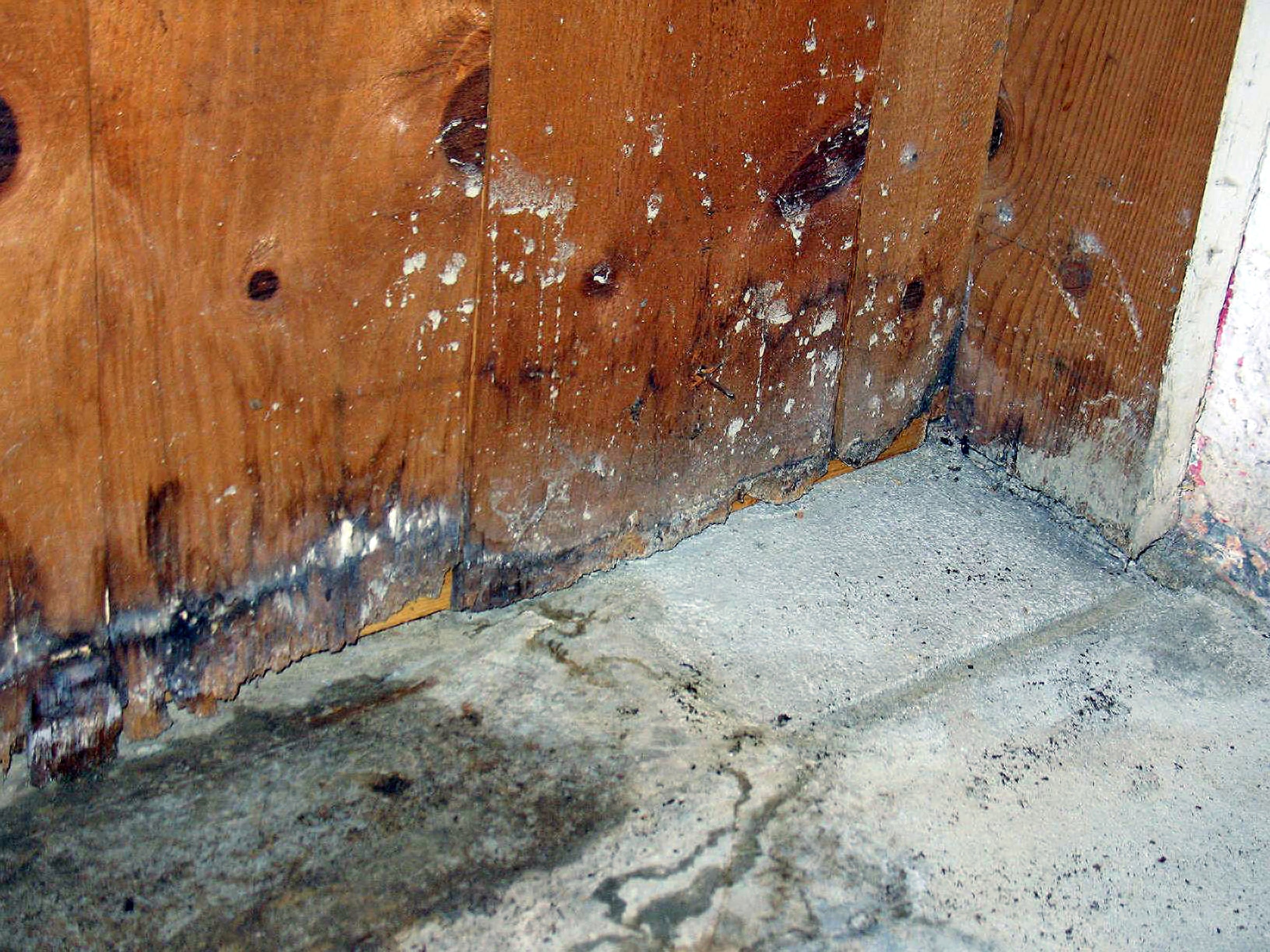 Featured image for “What should I do immediately after water damage?”