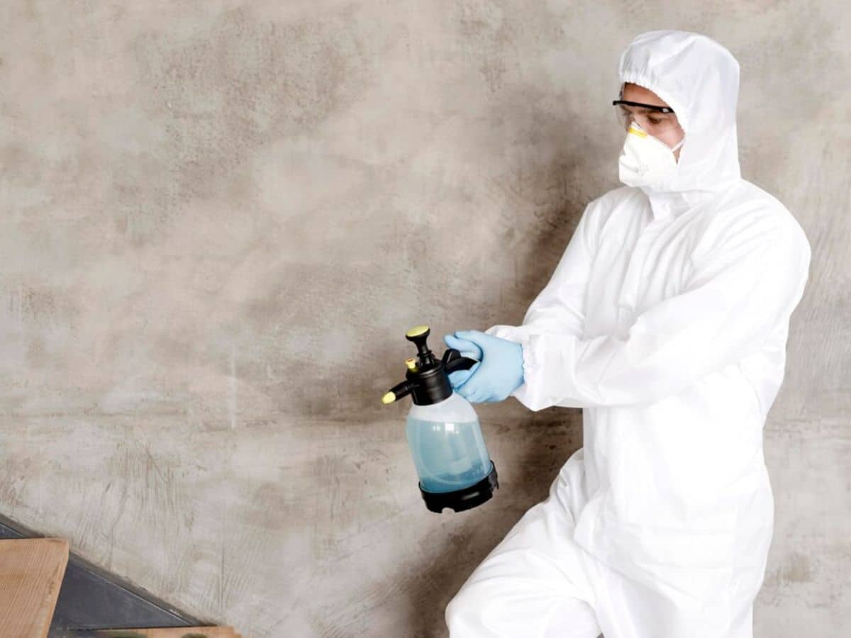 Featured image for “DIY vs. Professional Mold Removal: Palm Harbor Homeowners Decide”