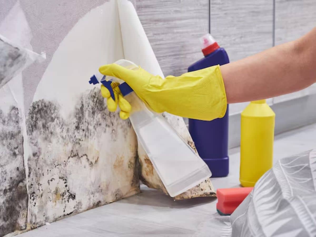 How much is mold removal
