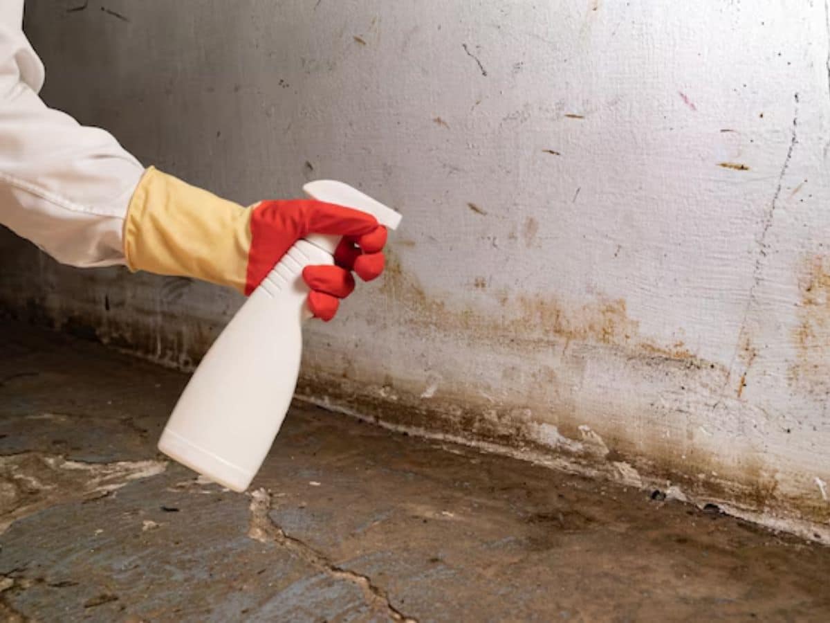 Featured image for “Why Basement Mold Remediation Is Essential for Every Homeowner”