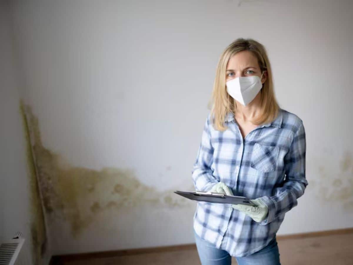 How much does it cost to remove mold