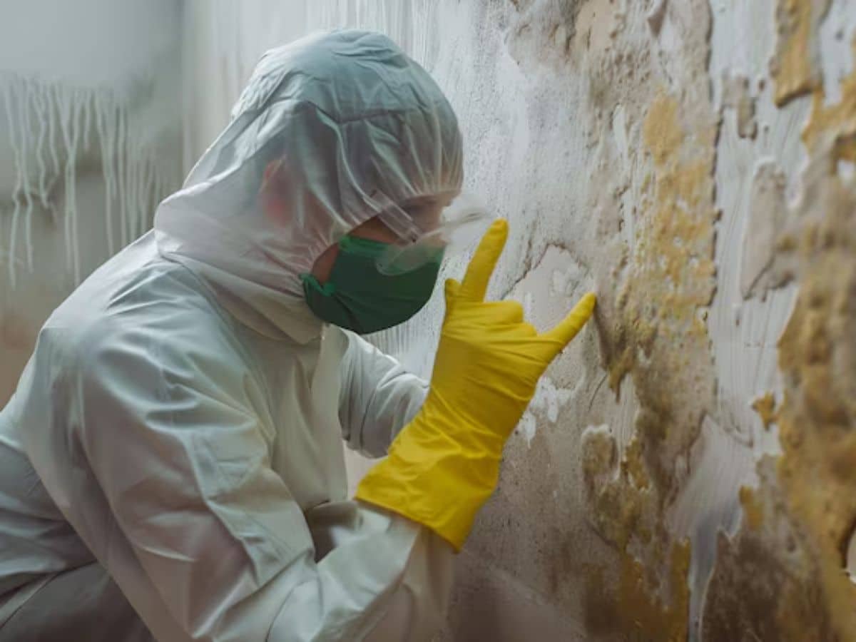 How to test for mold